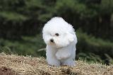 BICHON FRISE 467